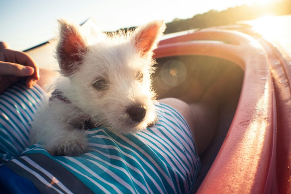 petit caniche dans un Canoë en Ardèche