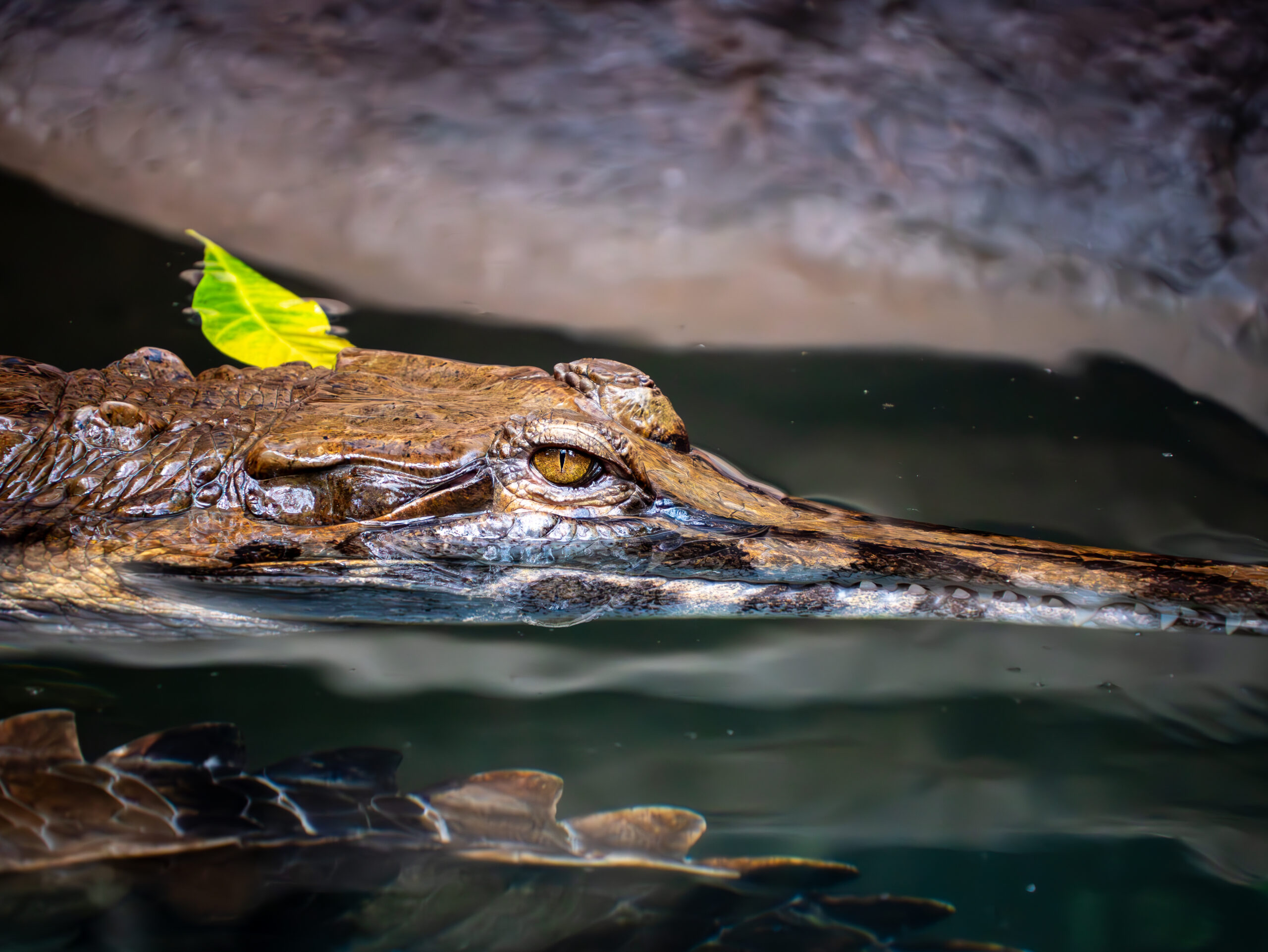 Crocodile à la Ferme aux Crocodiles de Pierrelatte