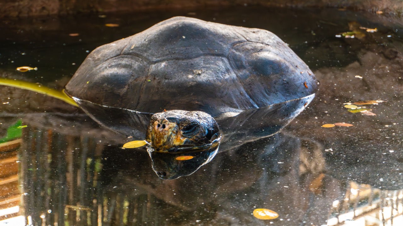 Tortue géante à la Ferme aux Crocodiles de Pierrelatte