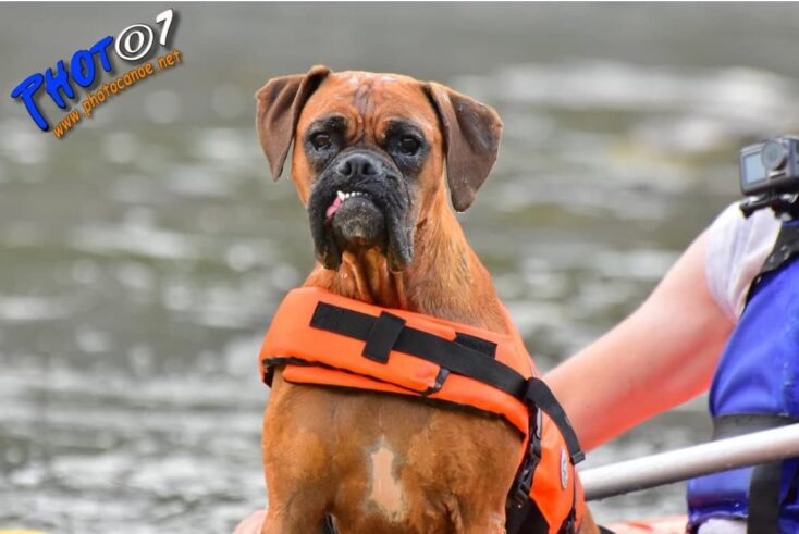 chien qui montre les crocs, il n'a pas apprécié l'eau à priori