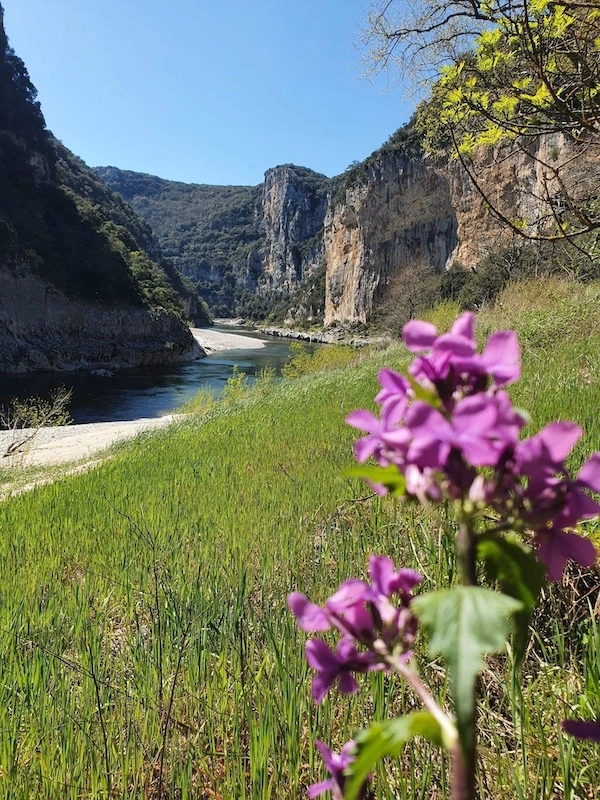 de jolies fleurs violettes dans la réserve naturelle des gorges de l'Ardèche